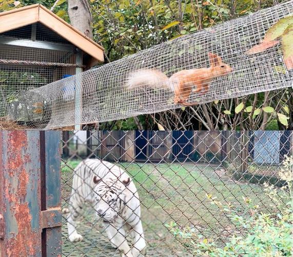 市西郊的大蜀山西南麓,距市中心15km的合肥野生动物园来看小动物吧