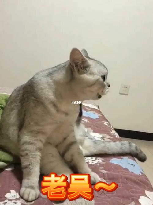 老吴又开始呼叫了_搞笑_宠物_猫_晒猫