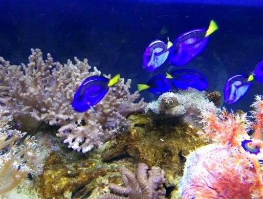 运城海洋馆门票