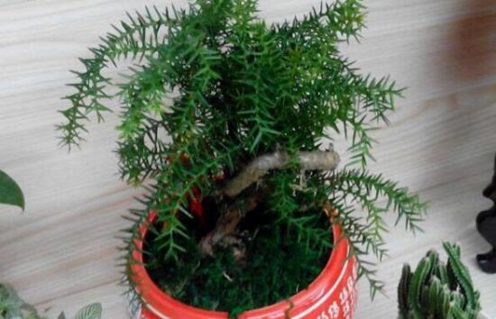 澳洲杉怎么繁殖澳洲杉的二种繁殖方法扦插播种