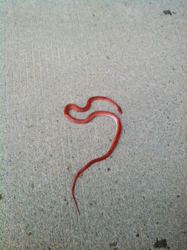 这条红色的蛇是什么蛇