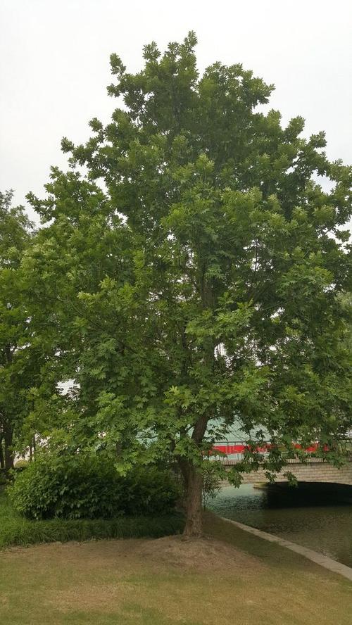 植物分类大乔木