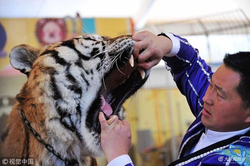 山东青岛森林野生动物世界,驯养员扒开东北虎嘴巴让动物医生检查牙齿