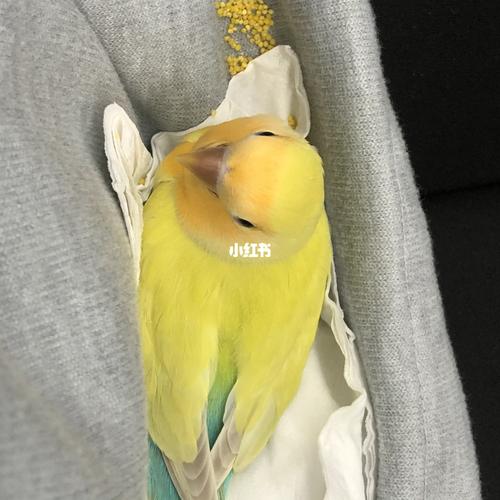 金面澳桂～大壮妹子_鹦鹉_牡丹_牡丹鹦鹉_宠物_宠物