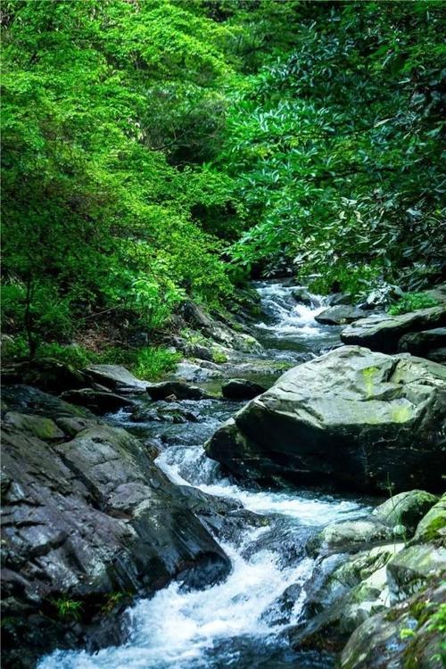 经典诵读丨柳宗元小石潭记