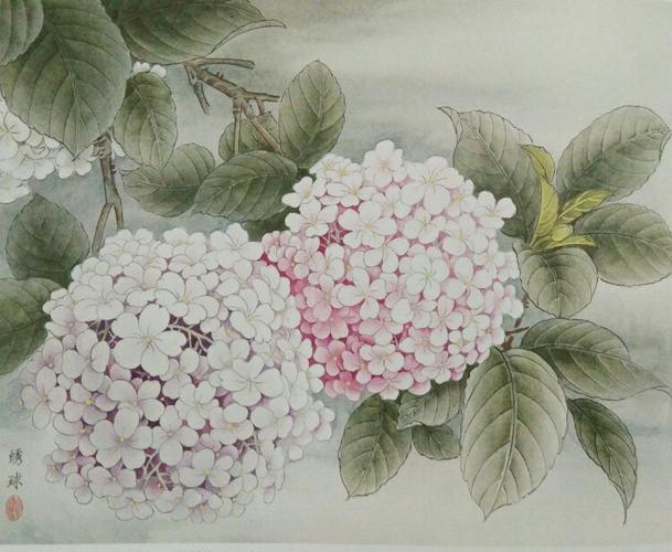 国画工笔~绣球花