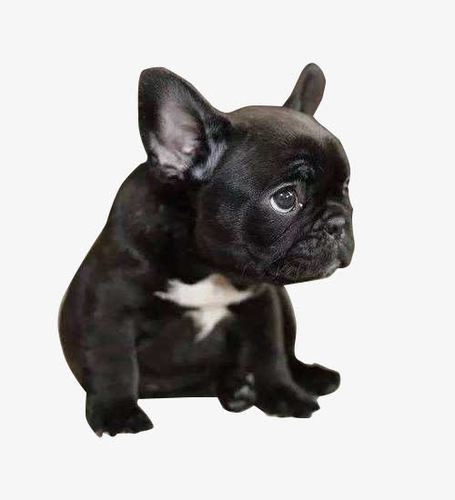 关键词 : 斗牛犬,黑色,萌宠,法斗,骨骼沉重