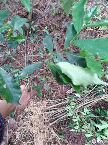 牛奶树根 中药材牛奶仔白花牛奶根苗