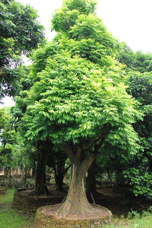 data-lemmaid="6723633">漆树科 /a>,仁面子属常绿大乔木,高可达20余