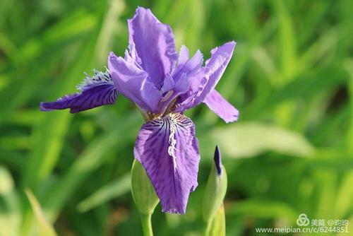 紫萱草花