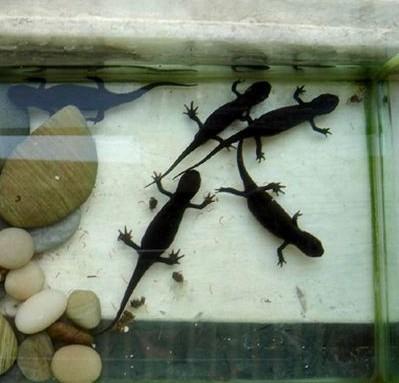 蝌蚪和蝾螈能一起养吗