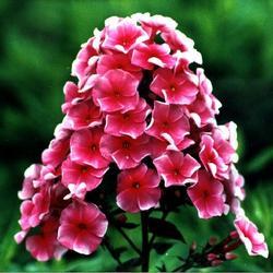 发芽适温15-20℃,福禄考花色繁鑫,着