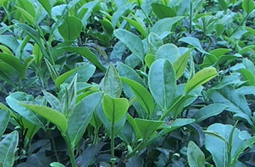 长寿茶:苦丁茶的功效作用