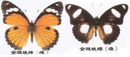 金斑蛱蝶