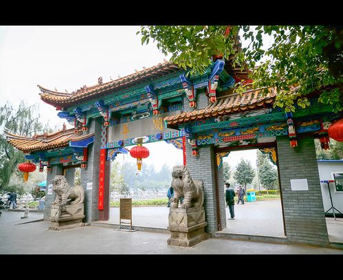 翠湖公园西门只需一小块面包,就可以吸引来一些海鸥海鸥虽好也要小心