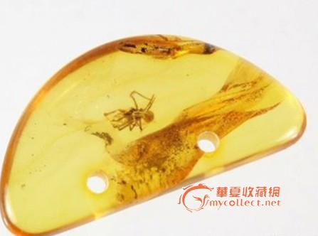 蜘蛛琥珀