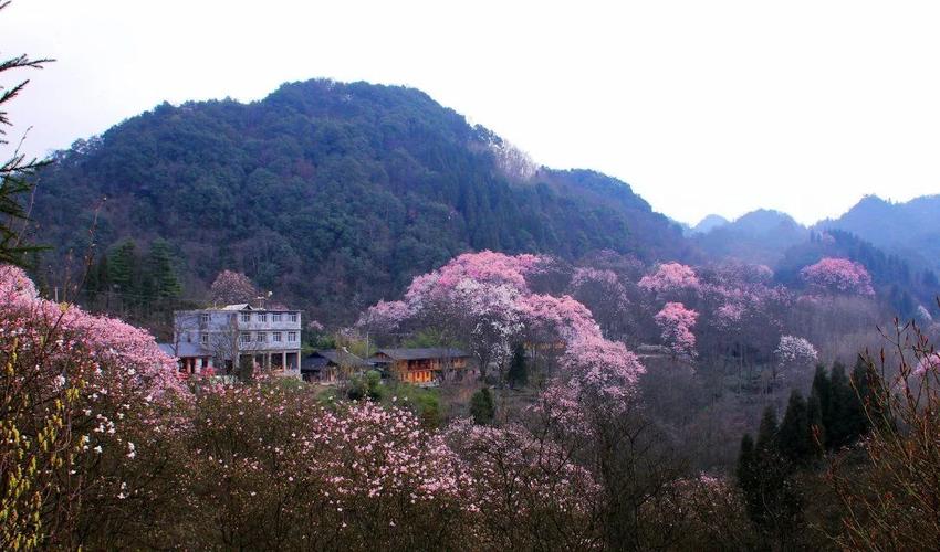 狼之队结伴户外江油吴家后山辛夷花