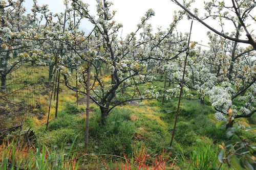 苏州树山梨花节