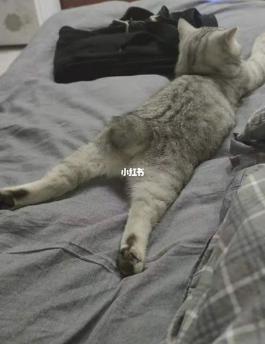 像不像躺在床上扣手机的你哈哈哈哈_手机_搞笑_搞笑的