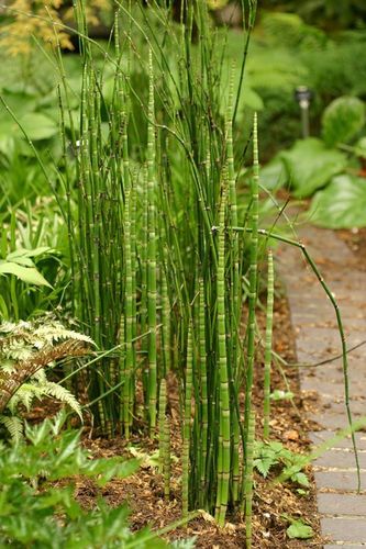 >> 中草药资源圃