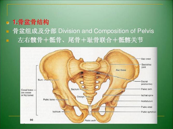3.骨盆解剖-wlfppt