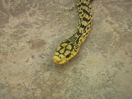 是否有为毒蛇?可以用来泡酒吗?