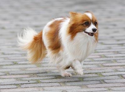 怎样挑选纯种的蝴蝶犬?掌握这几点很重要!