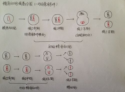 高中判断同源染色体方法