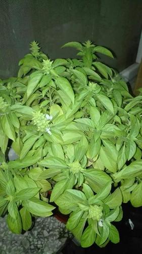 我的九层塔开花啦,好喜欢,小小的,真可爱.