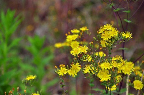 分类:花花草草杂谈转载▼(2011-05-26 20:10)苦菜花开查看全文>>阅读