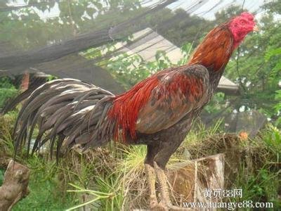 缅甸斗鸡养殖