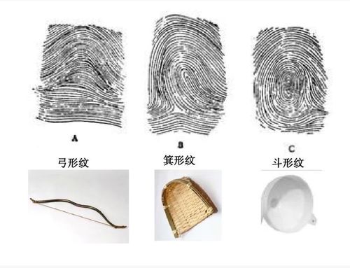 有:弓形指纹,箕形指纹,斗形指纹.