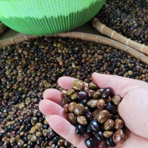 广西壮族自治区钦州市灵山县 中小叶牛大力种子