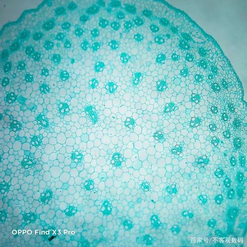 单子叶植物茎横切