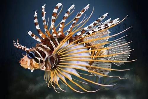 视频分享被狮子鱼蛰伤了怎么办来学学治疗的方法吧