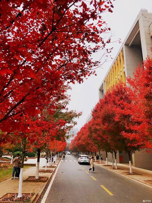 小能手文华学院看红叶