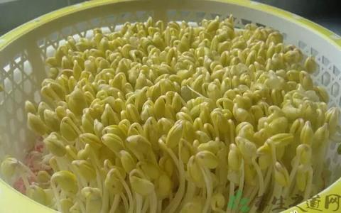 黄豆芽的属性 科属:豆科,大豆属 产地:全国各省区多有栽培 别名:黄豆