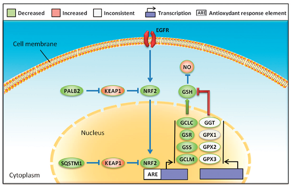 利尿药也能治肺癌?唐惠儒教授等nature子刊发表新成果