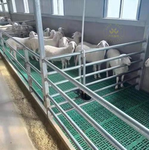 塑料羊粪板厂家 羊圈炕板 羊床批发