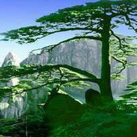 中年女性微信头像松树【点击鼠标右键下载】