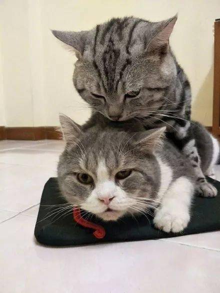 网友家的这只猫每天不是遛鸟,就是骑猫,只是遛的这鸟,让人.