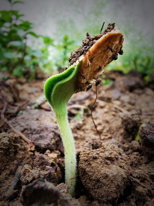 春芽——破土而出