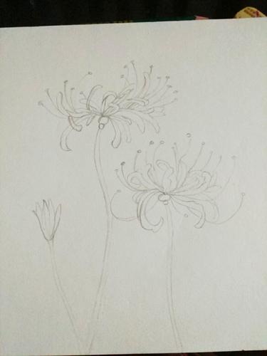 彼岸花彩铅画