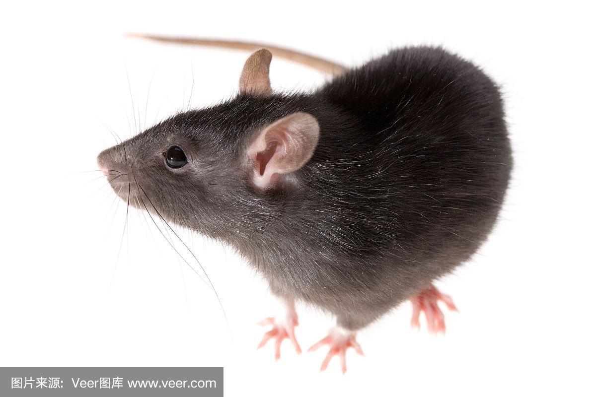 老鼠,水平画幅,无人,爪子,特写