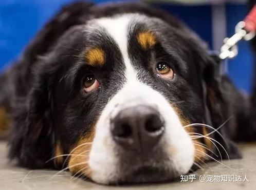 1,狗狗很满足现在饲养狗狗的过程中,相信宠主们都见过狗狗叹气吧,那么