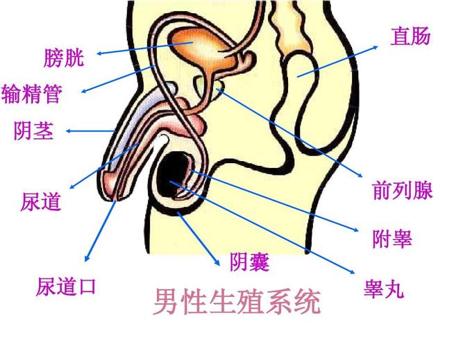 睾丸  