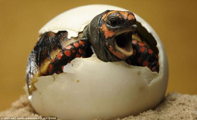 罕见动物出壳过程照片