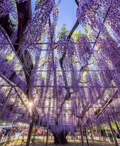 日本最美紫藤园进入盛花期 闭园防疫只能孤芳自赏