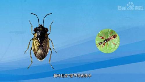 原来小巨股长蝽长这样