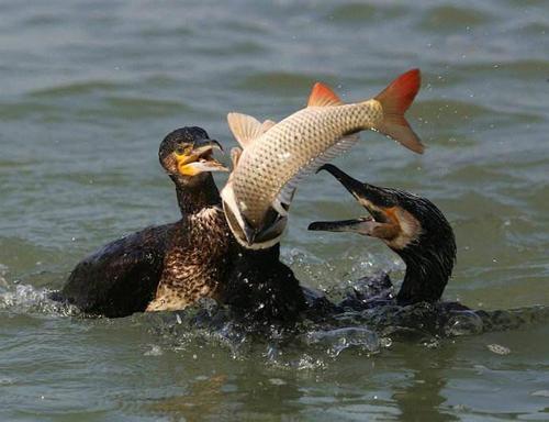 上海哪里卖鱼鹰鸬鹚多少钱一只